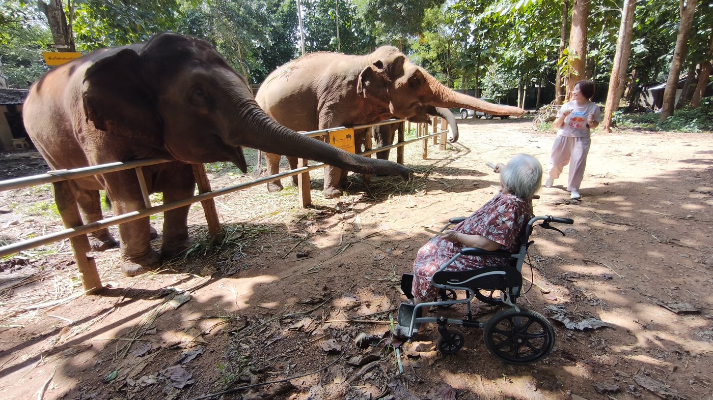 A retiree in a wheelchair enjoying a gentle, personal moment feeding elephants at an ethical sanctuary near Chiang Mai