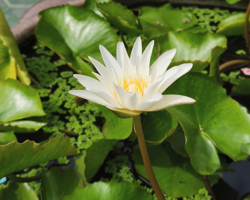 A white lotus flower in bloom, a symbol of peace often seen at Thai temples